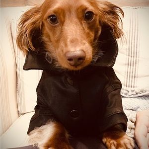 DL1961 Pet collection dog jacket